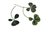 Edible green four-leaf clover