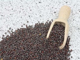 Mustard seeds brown whole