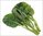 Kinesisk broccoli (Gailan), frisk